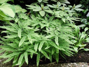 Adiantum stopowate ‘Imbricatum’ (Adiantum pedatum) 